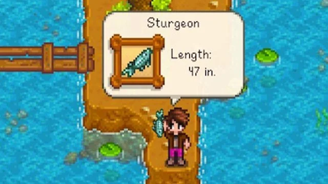 Sturgeon Fish