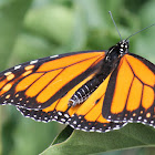 monarch male