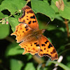 Satyr Anglewing