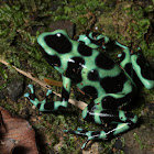 Green and Black Poison Dart Frog