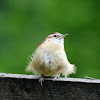 Carolina Wren (Fledgling)