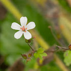 Herb Robert