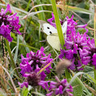 Large White