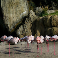 Flamingos di 