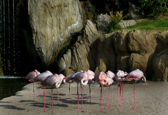 Flamingos di valefiggi
