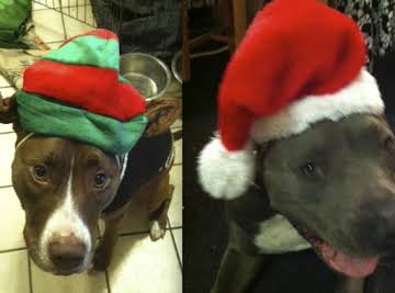 Celine's Christmas Pumpkin Cookies for Dogs!