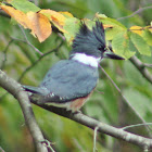 Belted Kingfisher (Female)