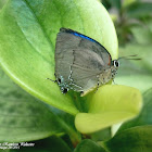 Bitias Hairstreak