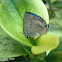 Bitias Hairstreak