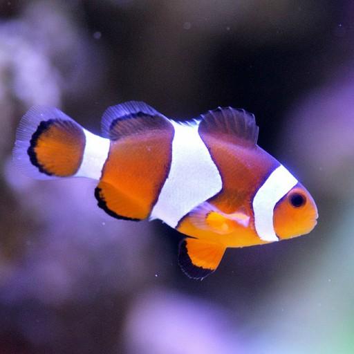 Beautiful Clown Fish Wallpaper Google Play Ilovalari