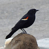 Red-winged Blackbird (Male)