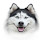 Husky Huskies Wallpaper HD New Tab