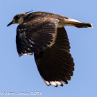 Lapwing; Avefría