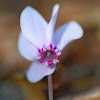 Ivy-leaved Cyclamen