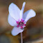 Ivy-leaved Cyclamen