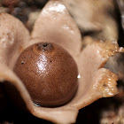 Earth Star Mushroom