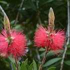 Bottle Brush