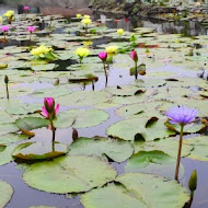 九品蓮花生態教育園區