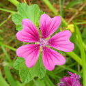 Chinese Mallow