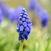 Grape-hyacinth