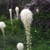 Bear Grass