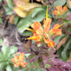 Indian paintbrush