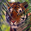 Tiger (Sielena theme) Chrome extension download