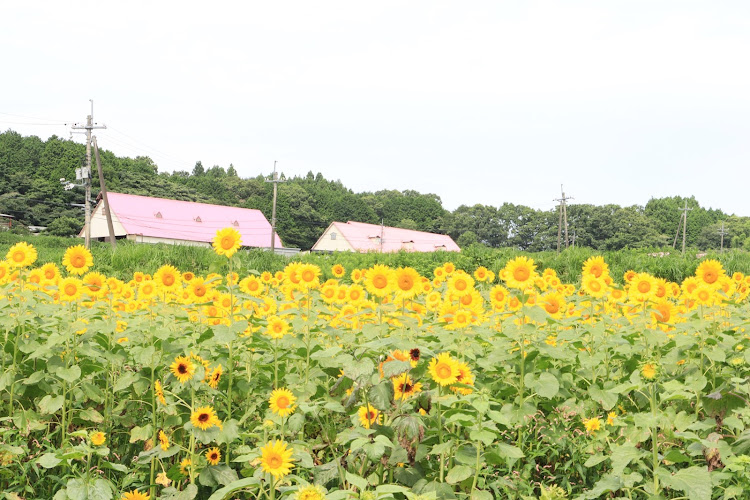 ヴォクシーの山口県・ヴォクシー80後期・ACCエアサス・向日葵🌻🌻・元気なオジサン達に関するカスタム事例の投稿画像12枚目