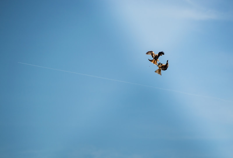 liberi di volare di teresa Lardino