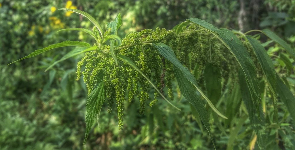 Stinging Nettle