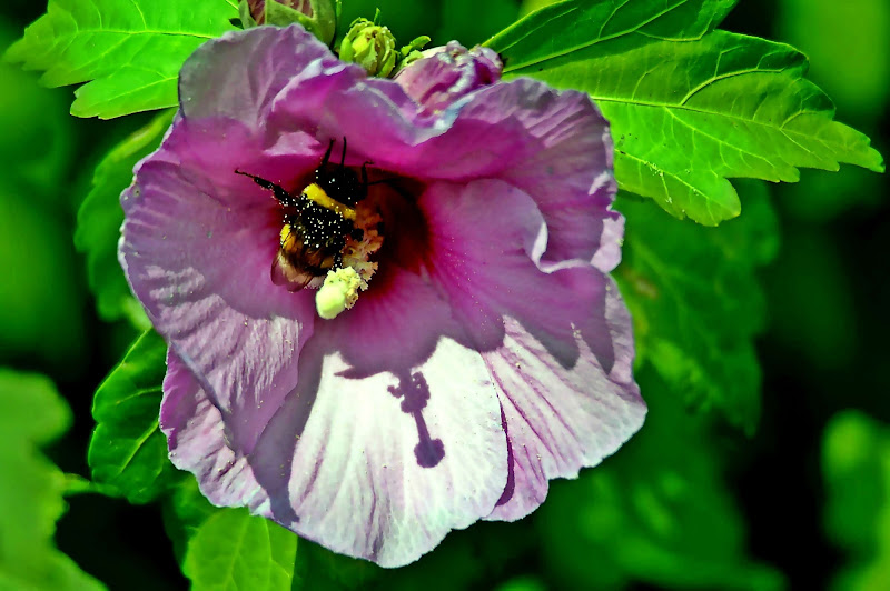 Impollinazione di acquario