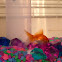 Fantail Goldfish