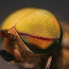 ♂ Striped Horse Fly