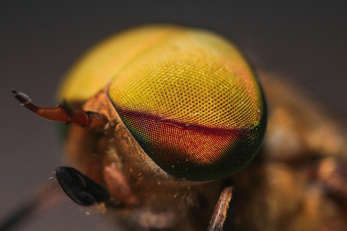 ♂ Striped Horse Fly