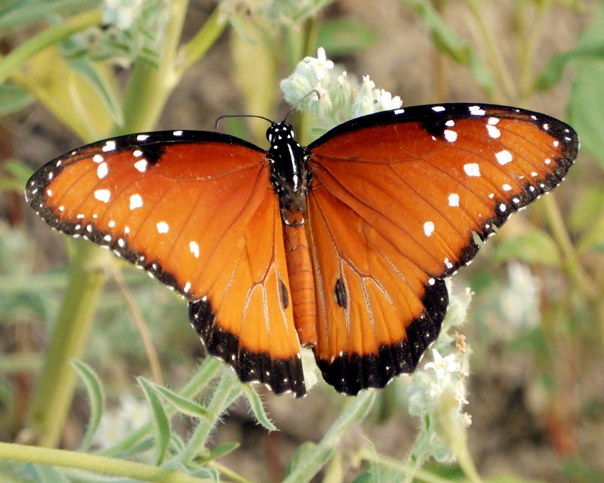 Queen Butterfly