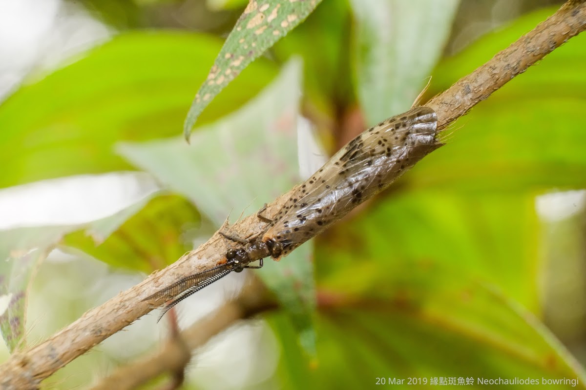 Neochauliodes bowringi 緣點斑魚蛉