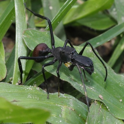 Ant-mimicking Spider