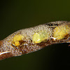 Froghopper nymphs