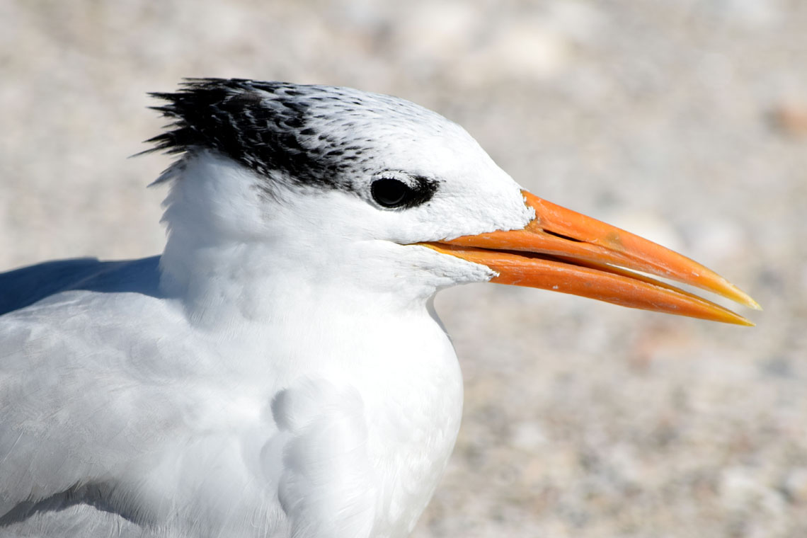 Royal Tern