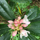 Pacific rhododendron