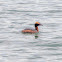 Horned Grebe