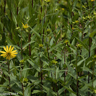 Yellow flower