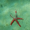 Mediterranean red sea star