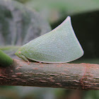 Green planthopper