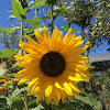 Sun flower