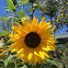 Sun flower