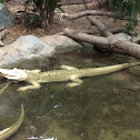 Albino American alligator