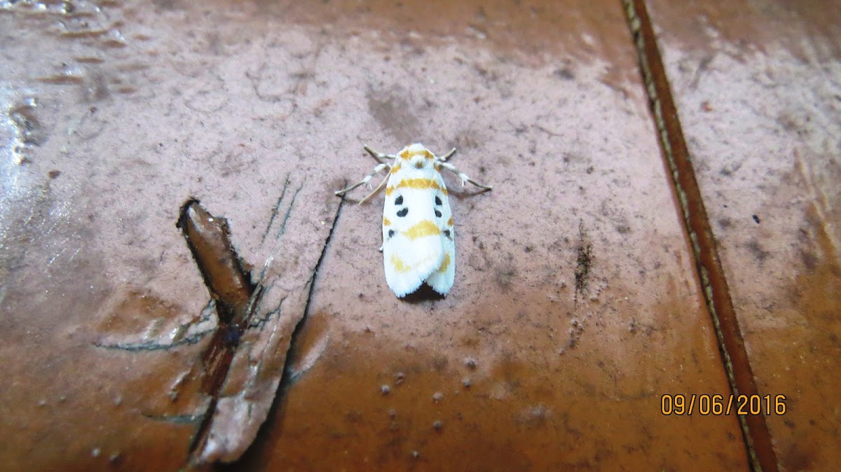 Lichen Moth