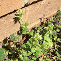 Chickweed