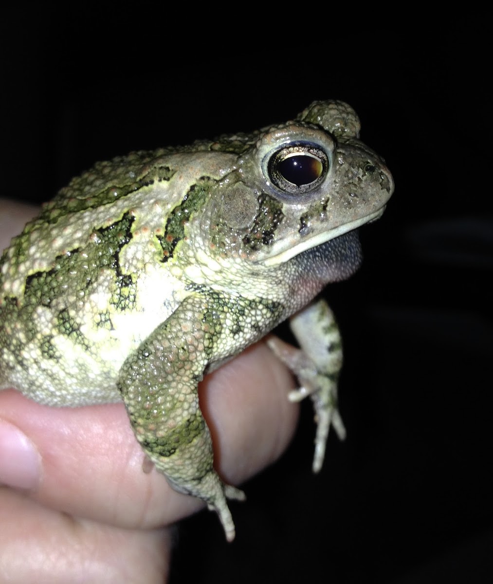 Fowler's Toad male